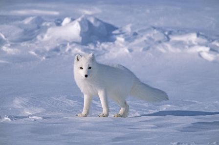 Renard polaire, appelé aussi Arctic fox