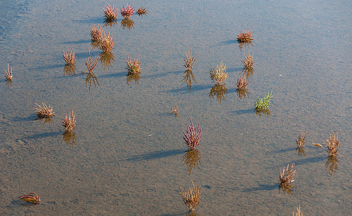 Marais salant inondé avec des touffes de salicorne qui émergent