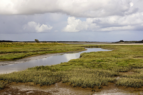 Paysage de marais littoral avec vasière et salicorne