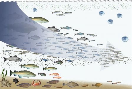 Une flèche symbolisant la pression de pêche part de populations diversifiées de grands poissons vers d'autres plus pauvres et moins nombreux