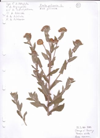 Planche d'herbier: Inula pulicaria