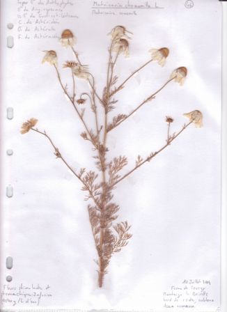 Planche d'herbier: Matricaria chamomilla