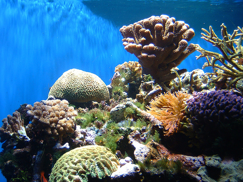 Récif de corail et sa biodiversité riche et multicolore