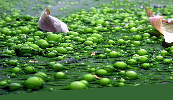 Algues vertes et bulles de la même couleur à la surface de l'eau, vus en gros plan